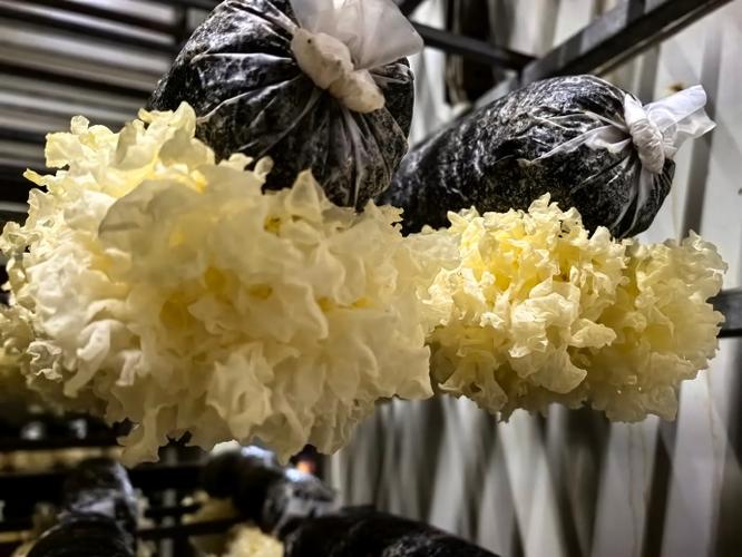 这种工厂化种植实现了24小时保持恒温恒湿,空气净化水平高,产出的银耳